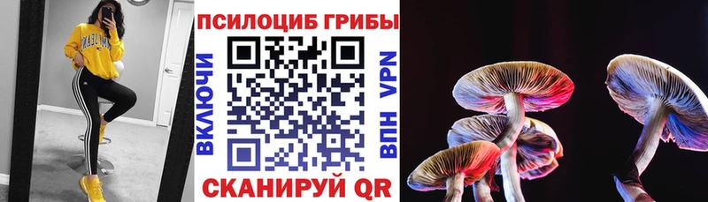 Купить где  Кедровый  Галлюциногенные грибы Cubensis 